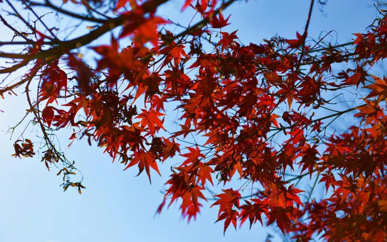 秋霞圃紅了!抓住今年上海這一波楓景
