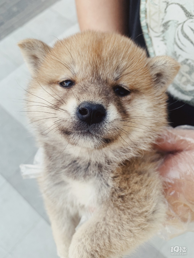 自己家养的日本柴犬生了小宝宝,给大家欣赏一下,纯种柴犬-宠物讨论区