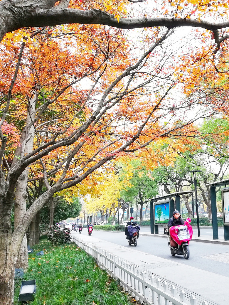 红枫(二)——丹枫车站-19摄区-杭州19楼