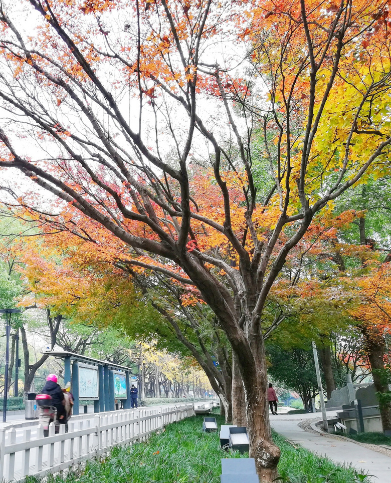 红枫(二)——丹枫车站-19摄区-杭州19楼