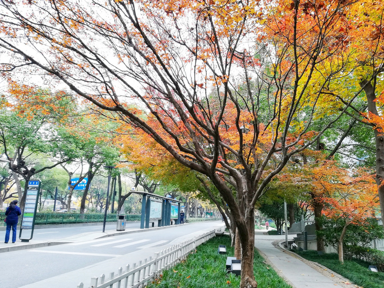 红枫(二)——丹枫车站-19摄区-杭州19楼