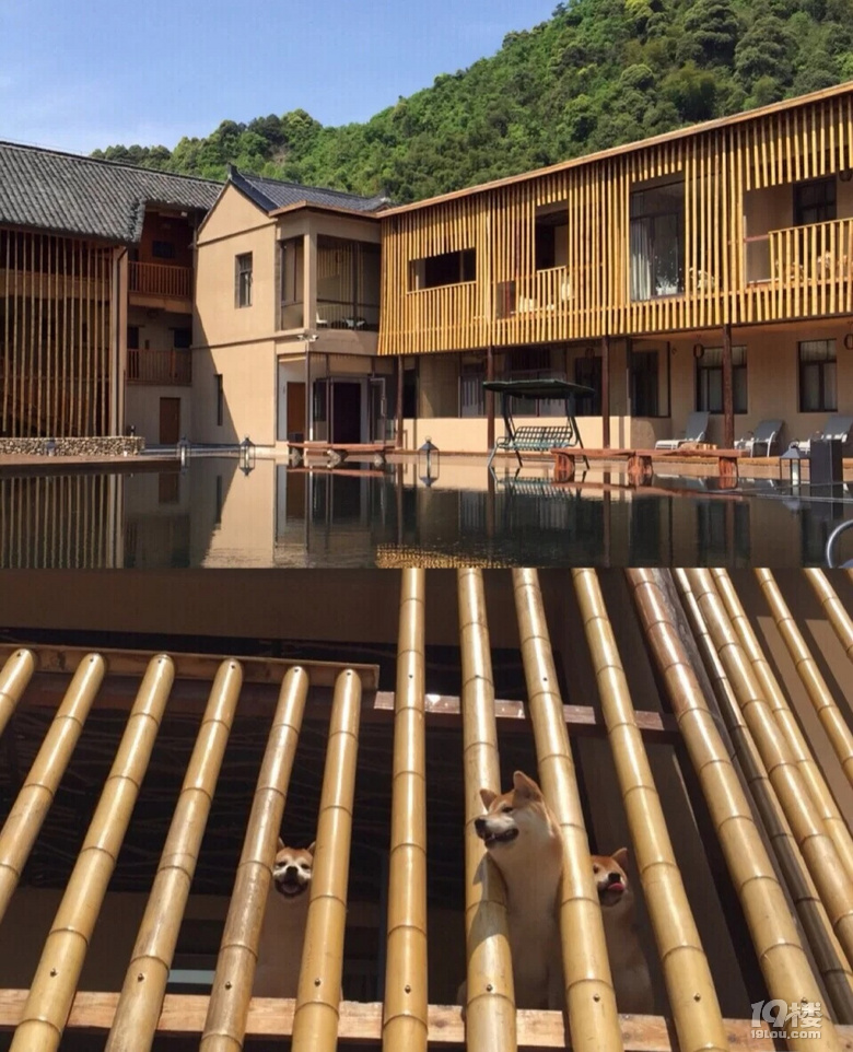 杭城周边可以带宠物的酒店、民宿合集，和主子们一起去度假吧！