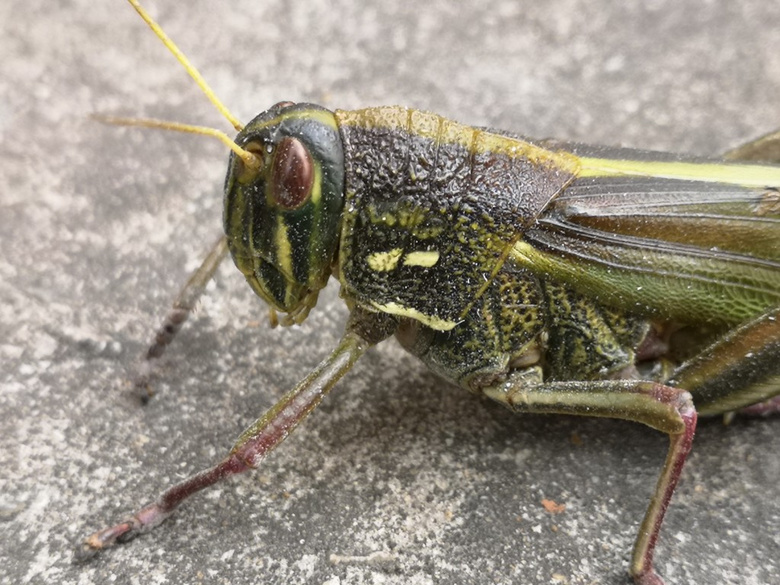 随手拍超大只大蚂蚱