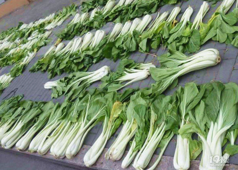 杭州冬腌菜怎么樣才好吃!不是開(kāi)玩笑,汗腳男人踩踩才最鮮