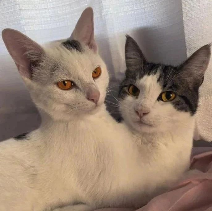 歪果惊现双头怪猫,网友:还真怪…怪可爱的!