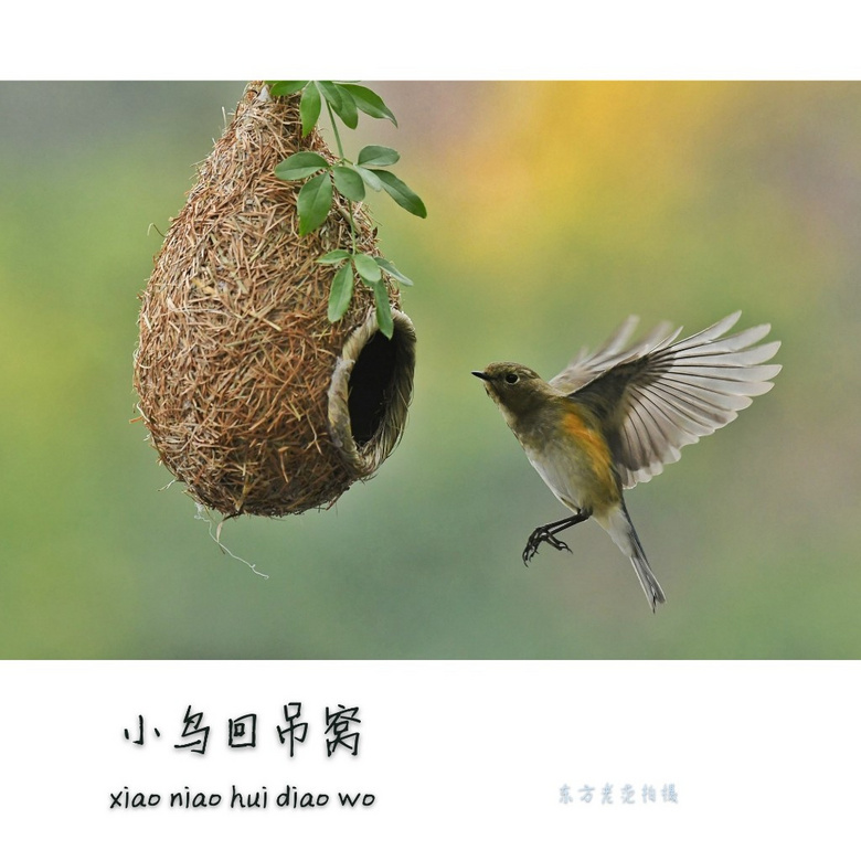 小鸟回吊窝4