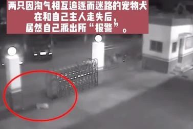和主人走散后,兩只狗竟獨(dú)自到派出所“報案”