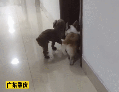 和主人走散后,兩只狗竟獨(dú)自到派出所“報案”