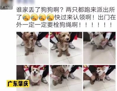 和主人走散后,兩只狗竟獨(dú)自到派出所“報案”