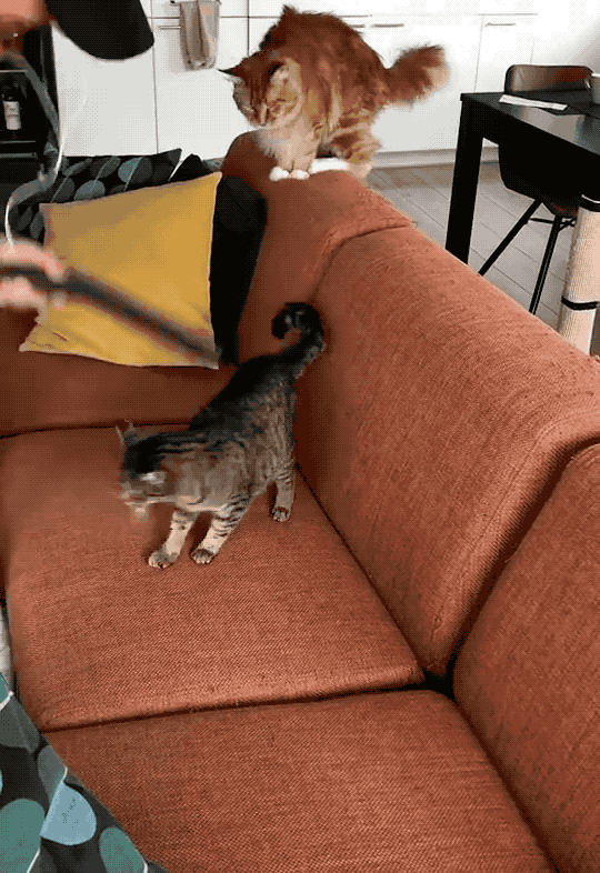 540_786竖版 竖屏gif 动态图 动图