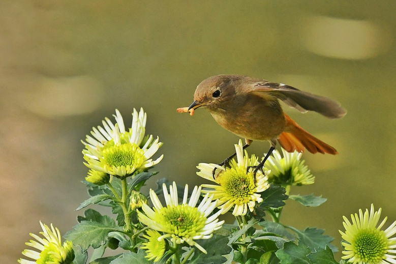 菊花上的小鸟(6)