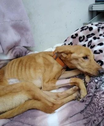 狗狗突然暴瘦十几斤,医生说原因是