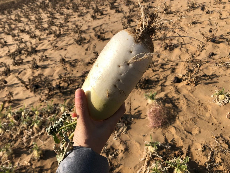 來過內(nèi)蒙古才知道,中國人在沙漠也能種菜