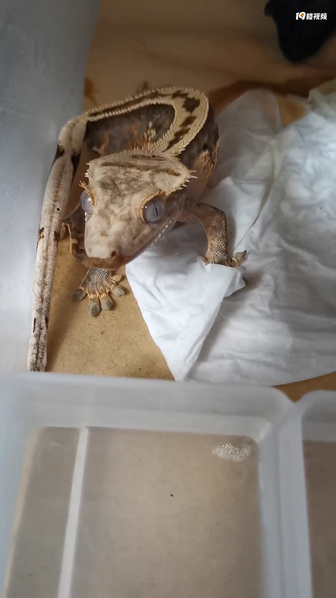 睫角守宫完美直线