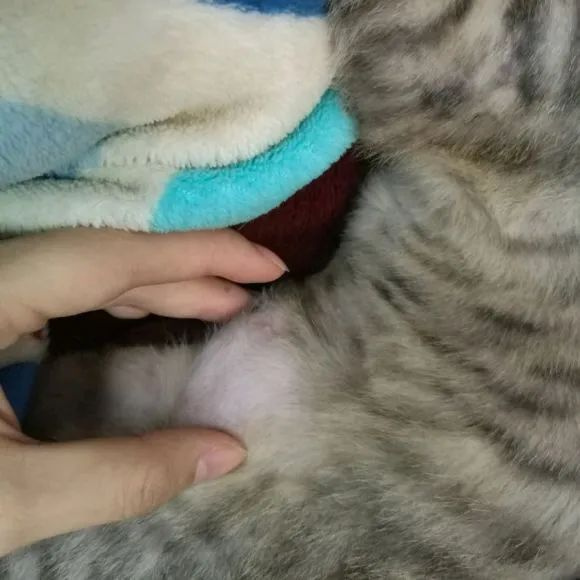 网友晒自家猫"孕照",却被全网嘲笑了哈哈哈!