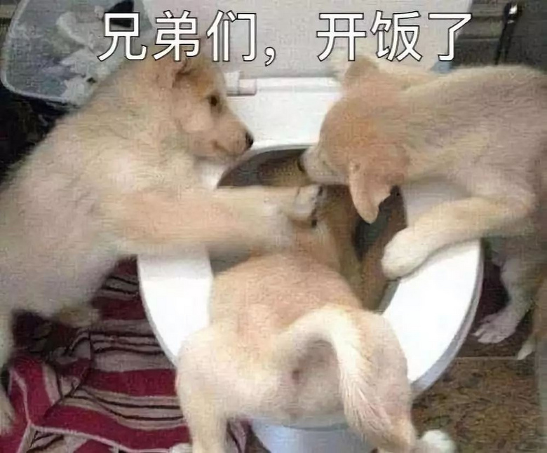 “我家狗老愛吃屎,我想扔掉它了......”