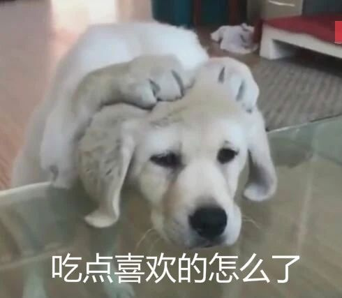 “我家狗老愛吃屎,我想扔掉它了......”