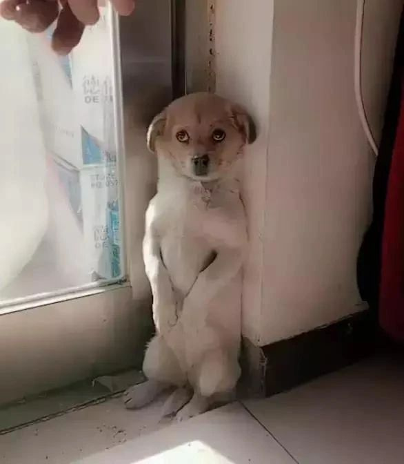 “我家狗老愛吃屎,我想扔掉它了......”