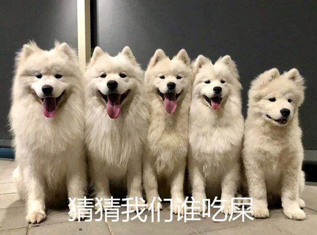 “我家狗老愛吃屎,我想扔掉它了......”