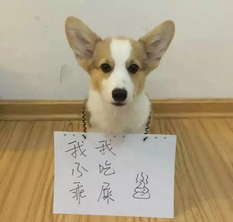 “我家狗老愛吃屎,我想扔掉它了......”