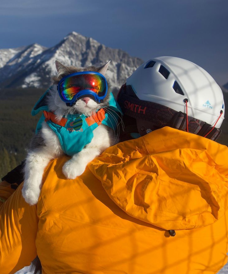 滑雪,溜冰,爬雪山,加拿大的猫冬天都在勇闯天涯?