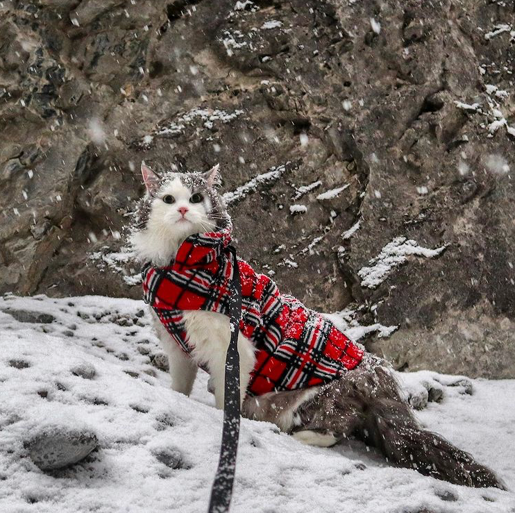 滑雪,溜冰,爬雪山,加拿大的貓冬天都在勇闖天涯?