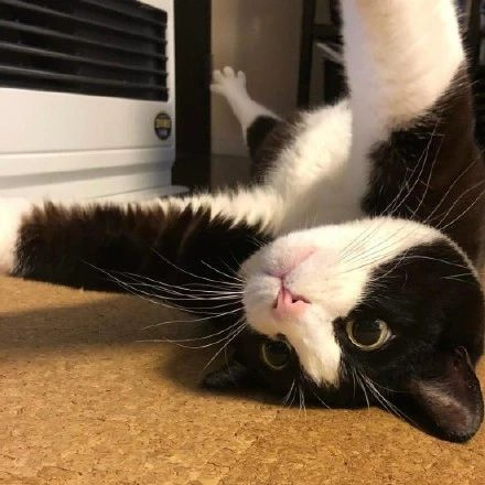 哎妈呀,这谁家的奶牛猫也太太太太可爱了!