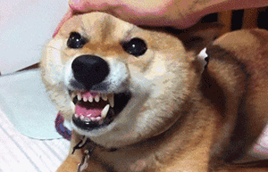 狗狗被人用雨伞戳头,对方说出的原因让主人气愤!