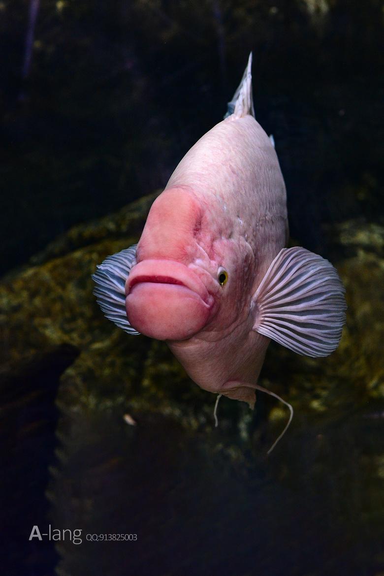 海洋馆之观赏鱼-19摄区-杭州19楼