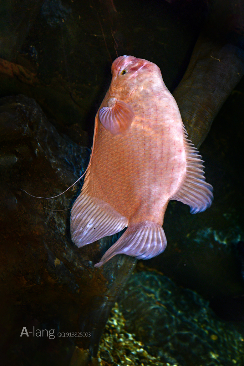 海洋馆之观赏鱼-19摄区-杭州19楼