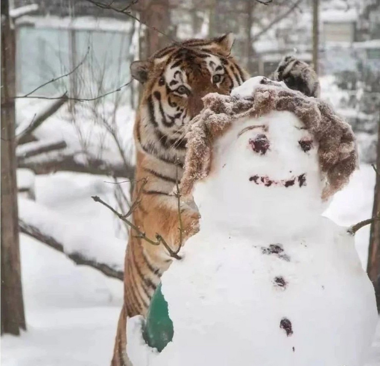 老虎雪人照片图片