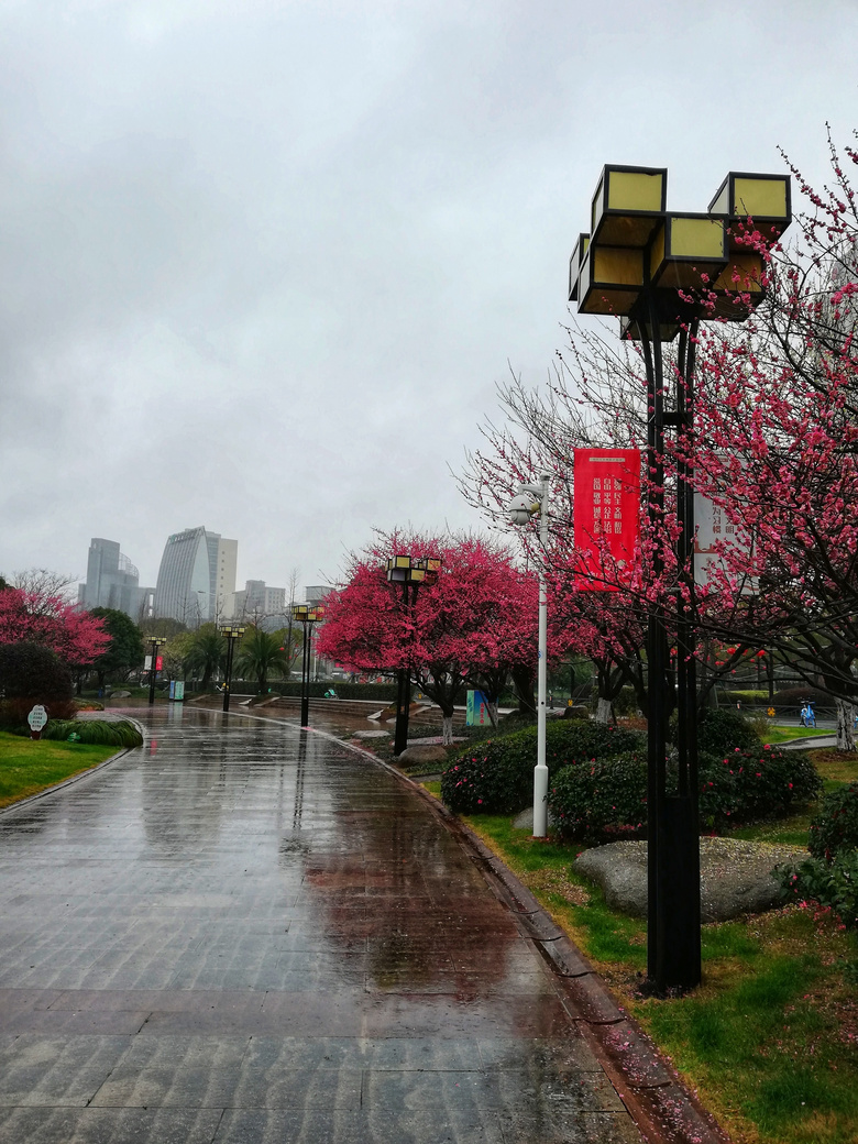 潇雨初春雨中梅