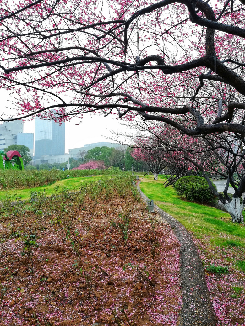 潇雨初春雨中梅