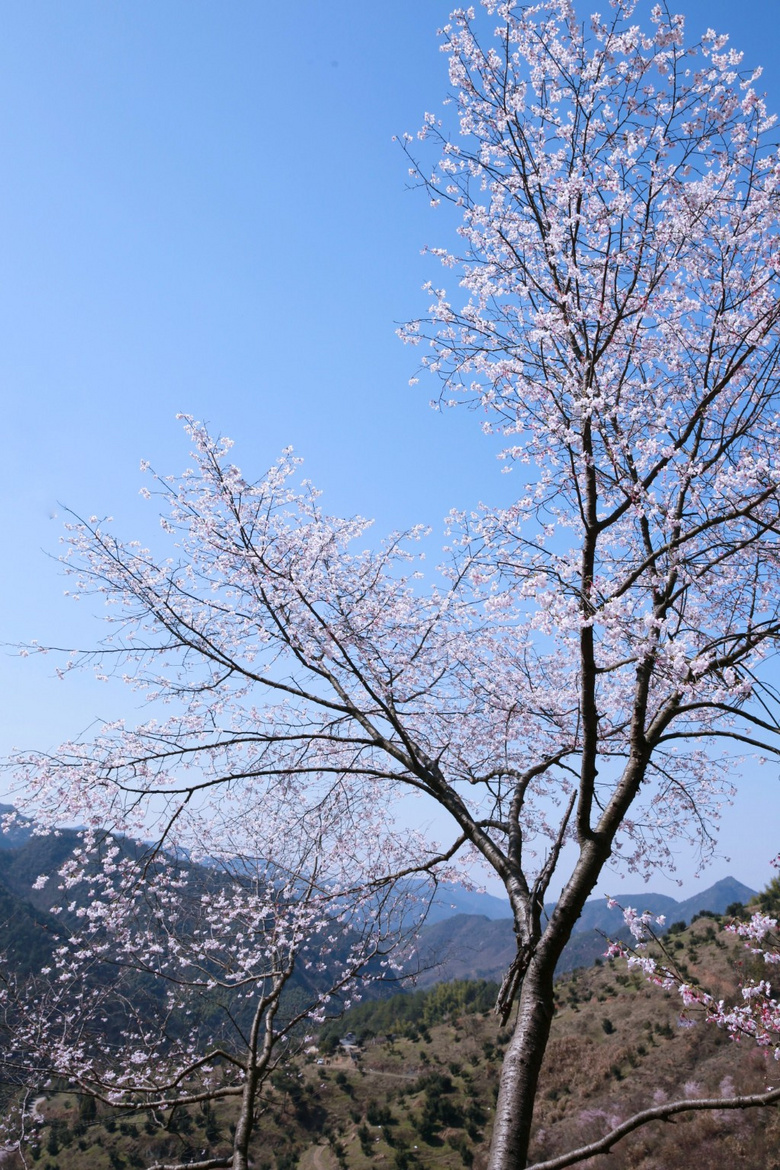野樱花 杭州图片