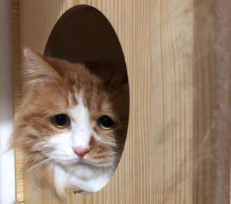 一只哭哭猫被顶上热搜,却被全网嘲笑了哈哈哈!