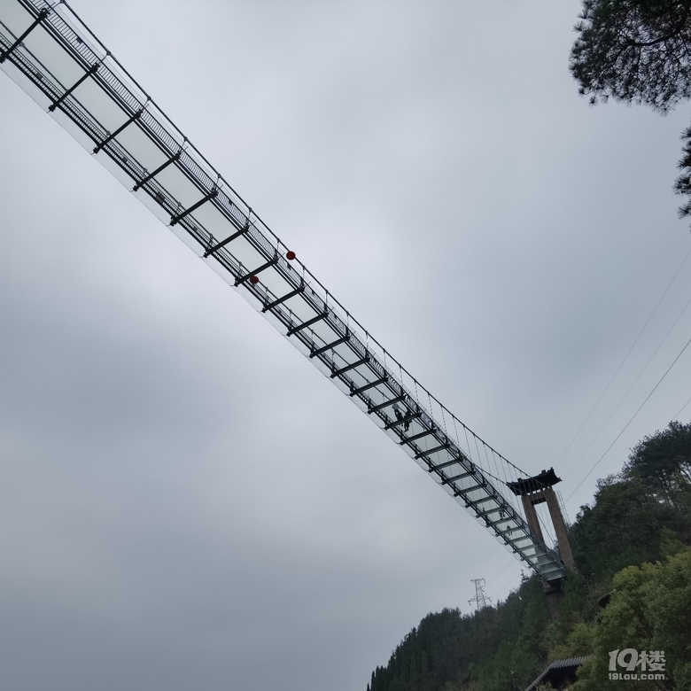 让根博园的根艺与福牛相撞