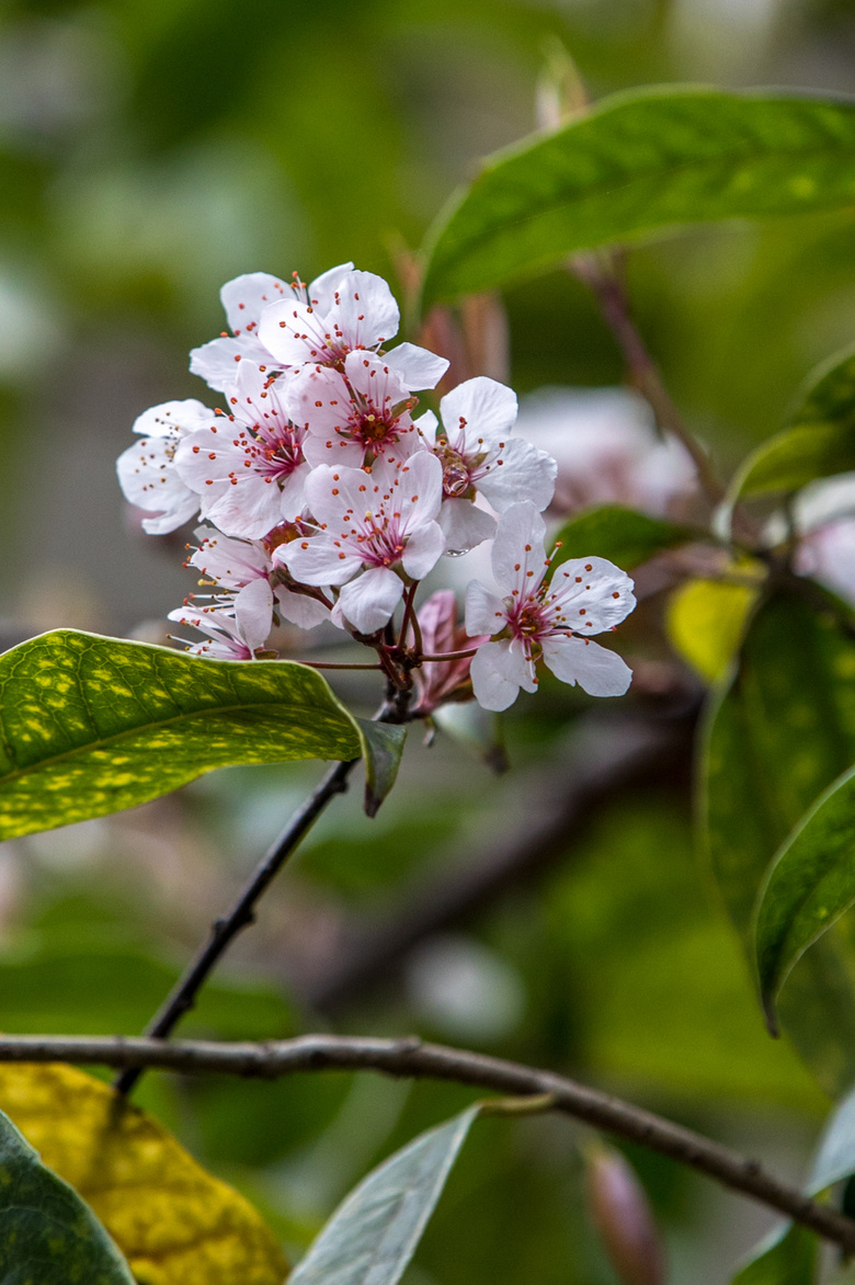 东河李花盛开(摄于2月27日) 2021.02.28