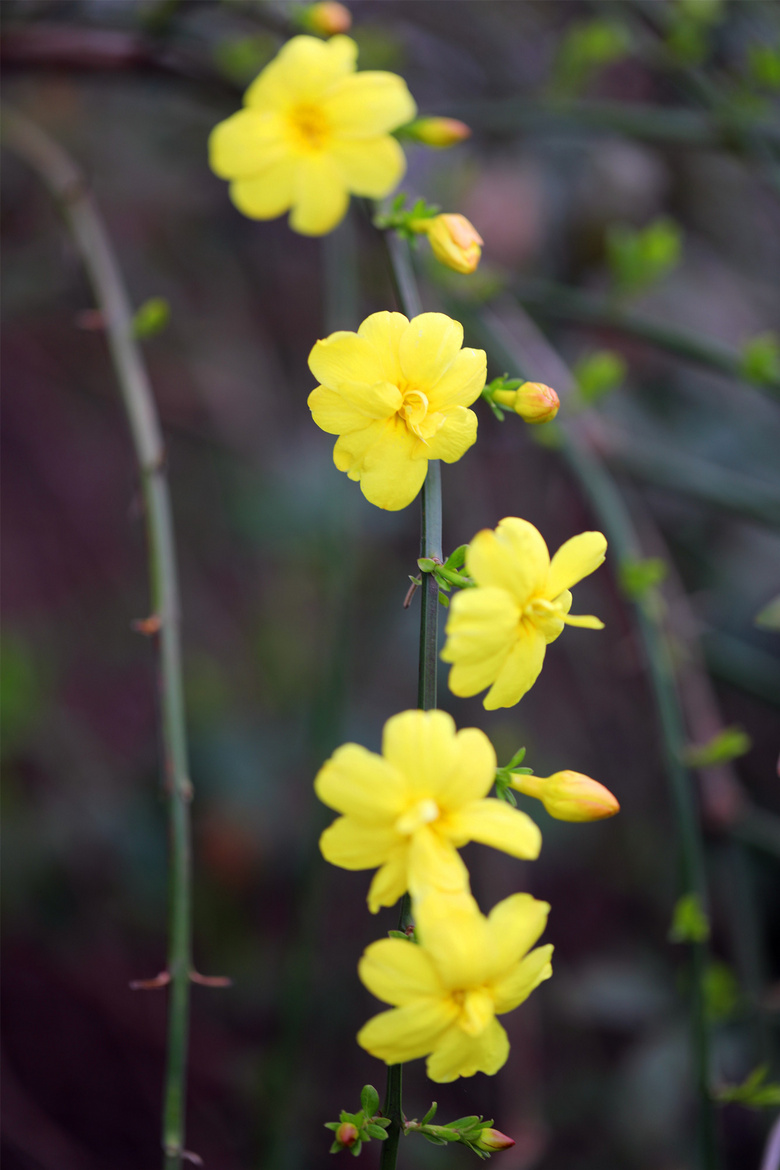 杭州19楼 摄影天堂 19摄区 迎春花