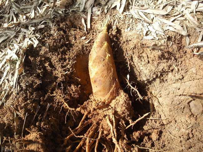 仙鸬手把手教您挖笋技巧