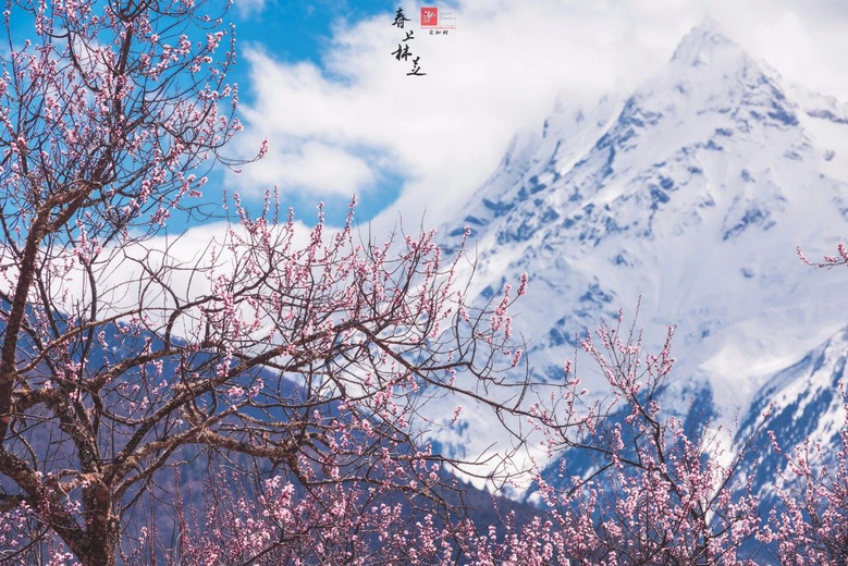 海拔落差7千米!這個(gè)雨林與雪山共存的小城,正被桃花席卷……