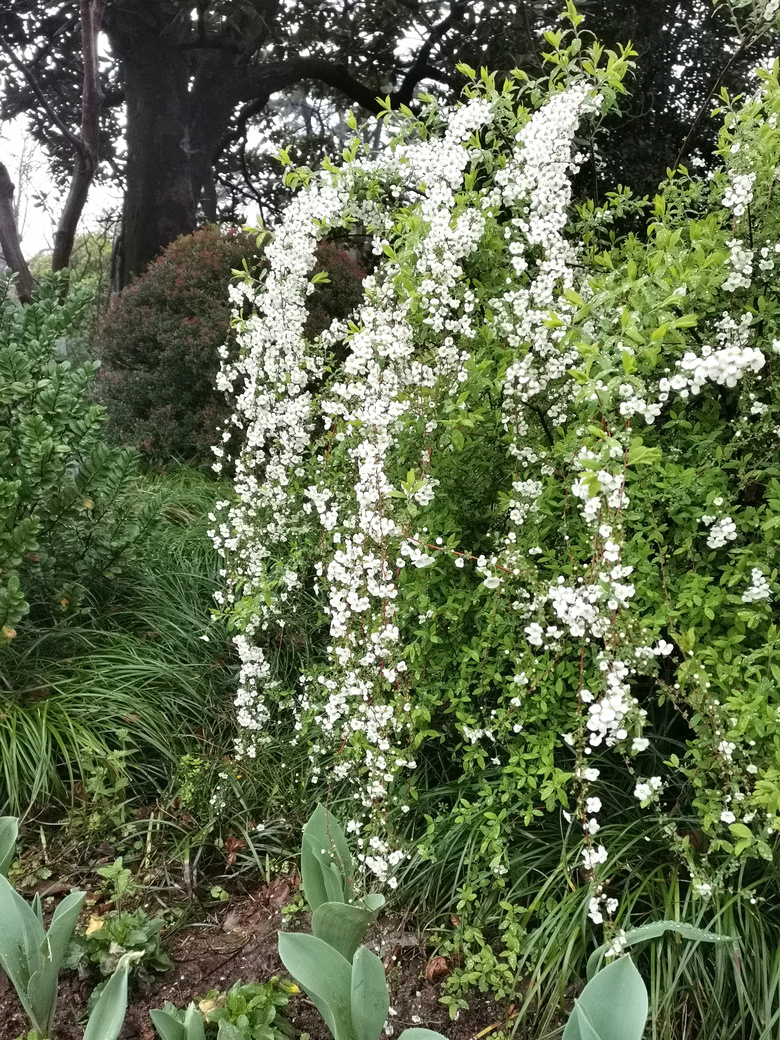 濛濛细雨中拍几张西子宾馆的照片