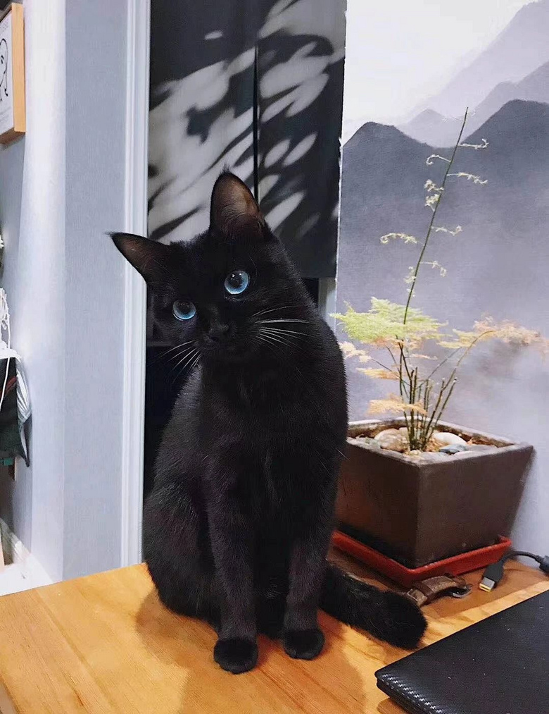 "这只蓝眼睛的黑猫,突然闯入了我19楼的家里…"