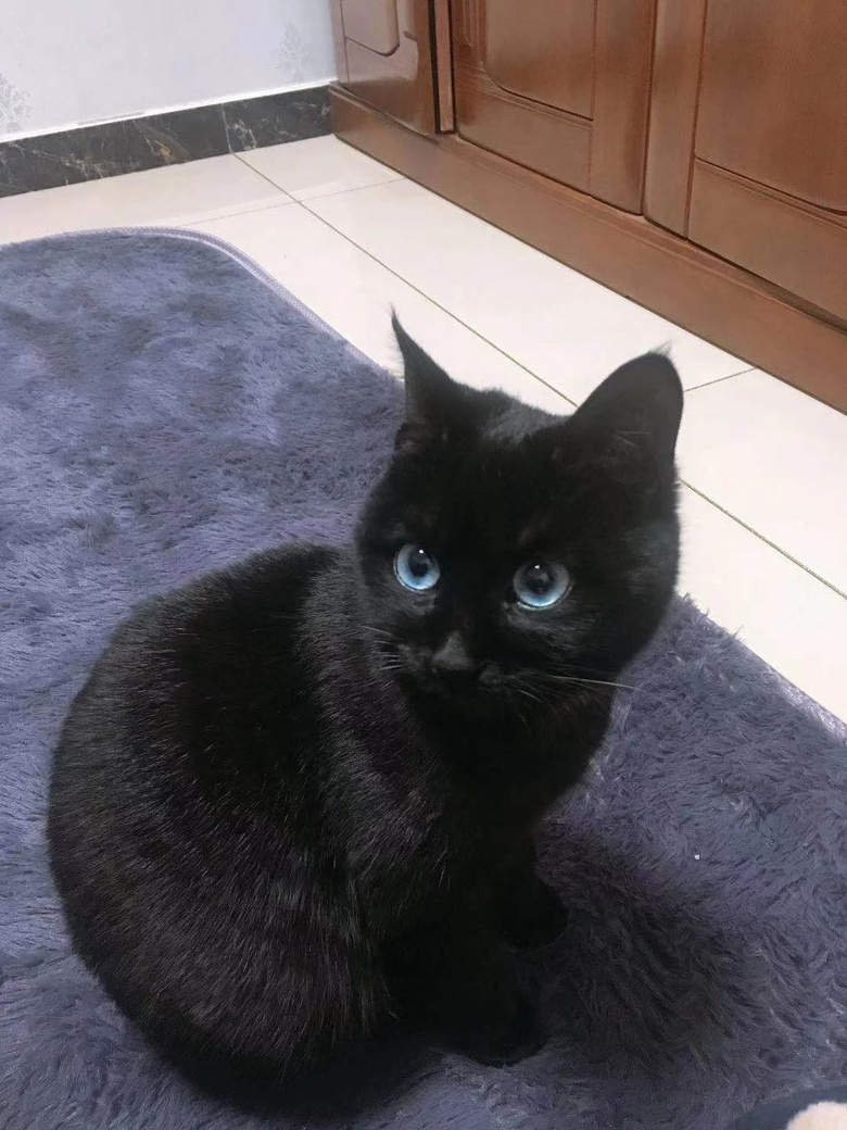 这只蓝眼睛的黑猫,突然闯入了我19楼的家里…