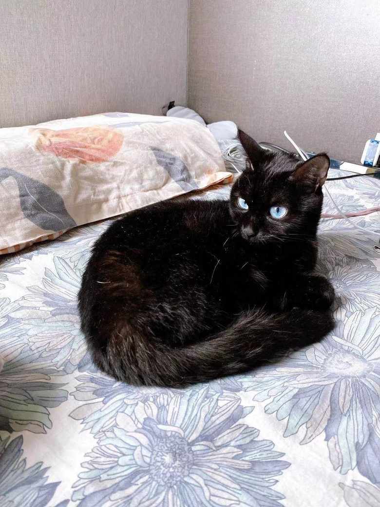 "这只蓝眼睛的黑猫,突然闯入了我19楼的家里…"