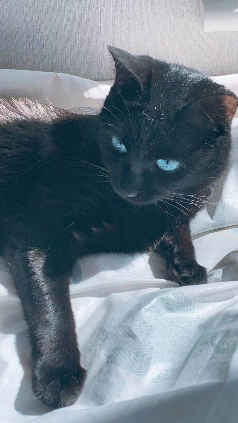 "这只蓝眼睛的黑猫,突然闯入了我19楼的家里…"