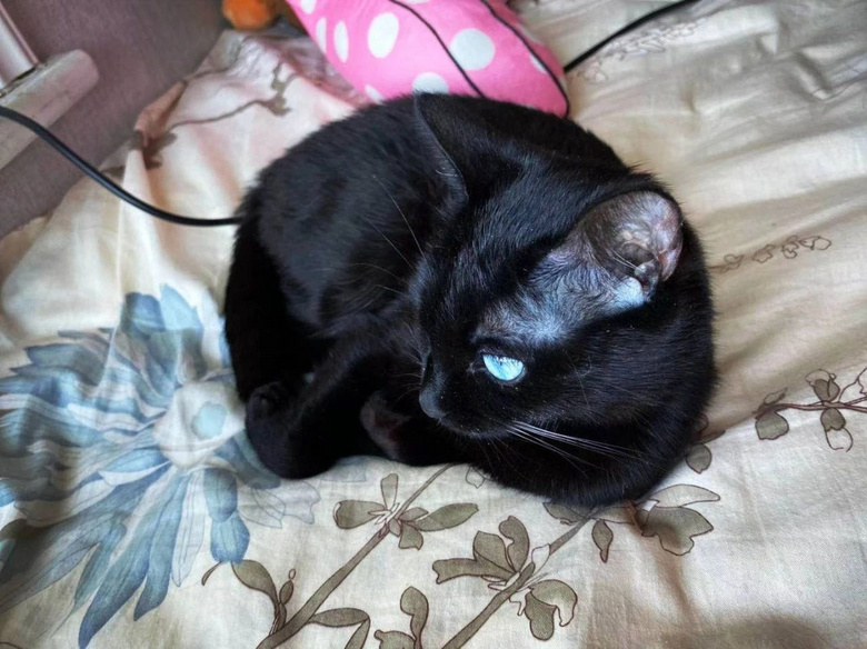 "这只蓝眼睛的黑猫,突然闯入了我19楼的家里…"