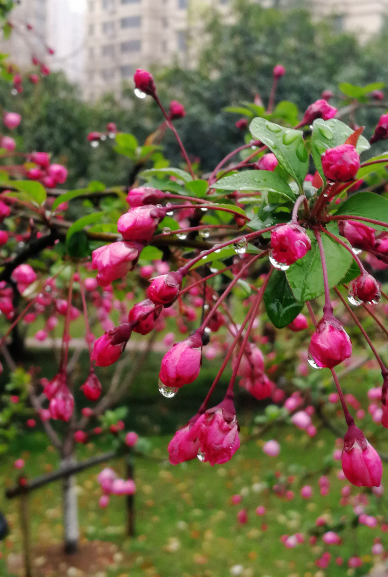 雨中海棠依旧美