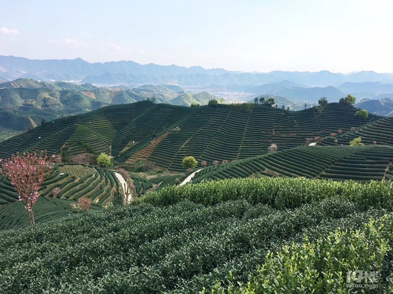 钱塘产区西湖龙井上市啦