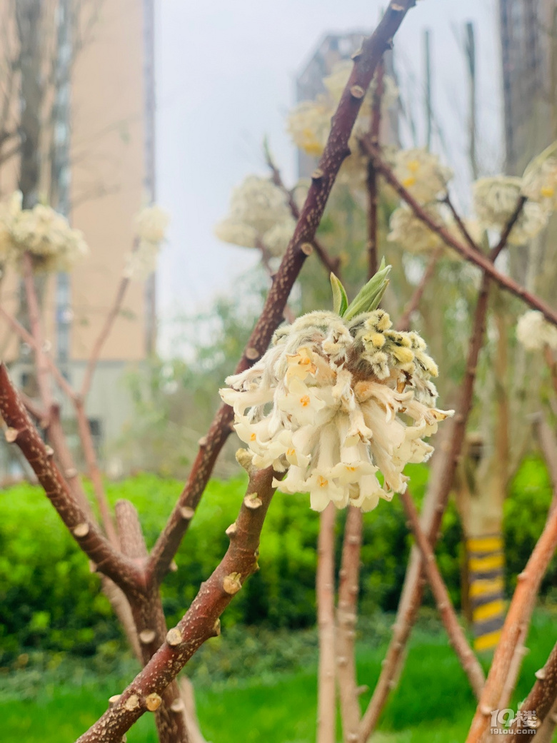 这是什么花没有叶子