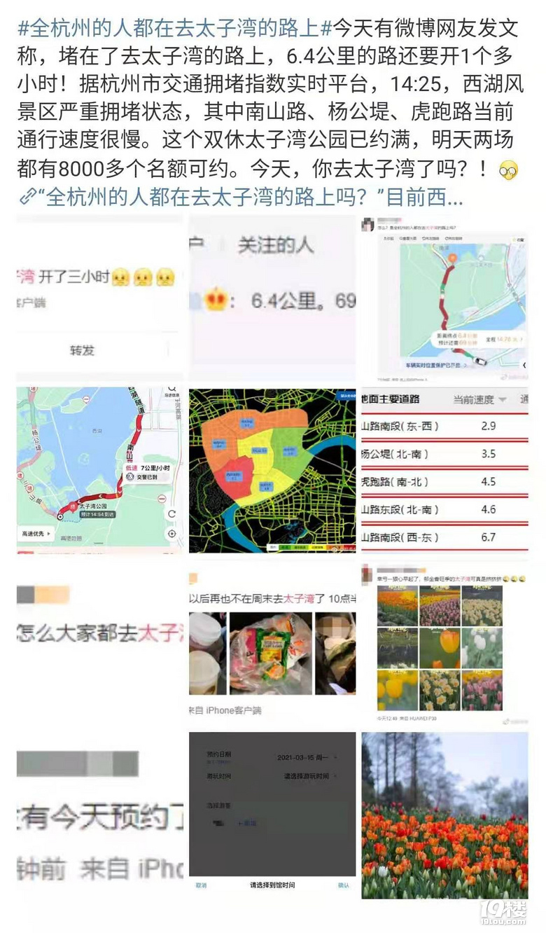 心痛!太子灣郁金香被踩踏,游客還不知悔改,別人能踩我不能踩?